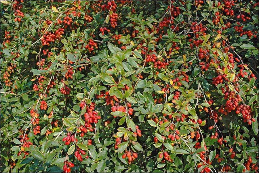 Berberis vulgaris 004