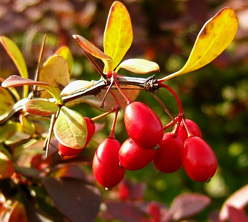 Berberis vulgaris