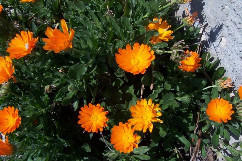 Calendula officinalis