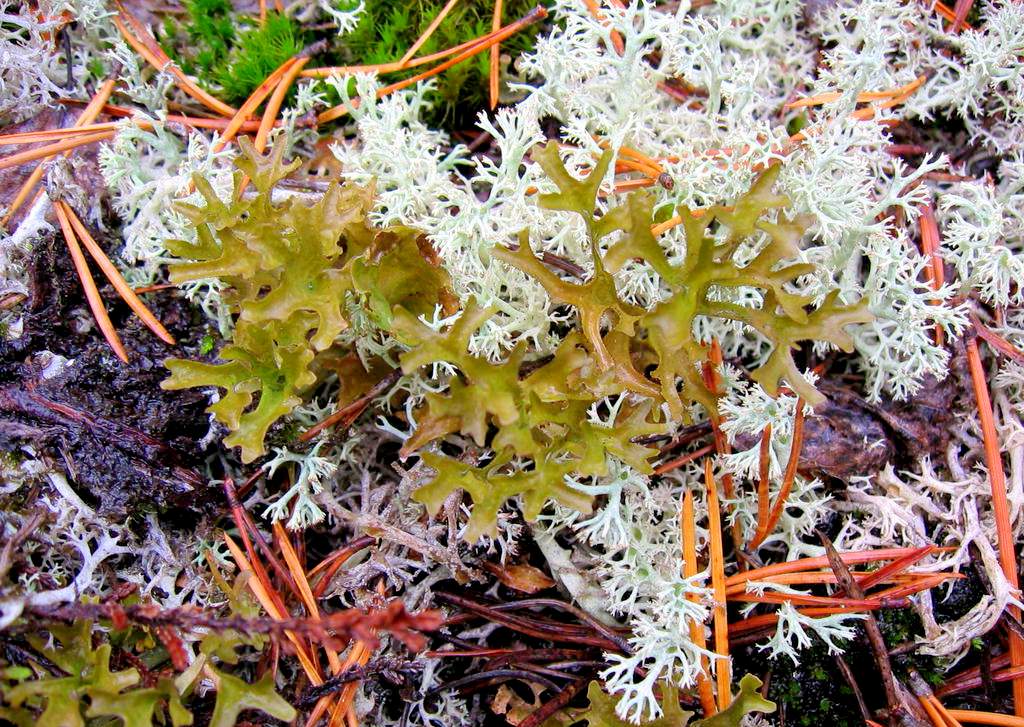 Cetraria islandica