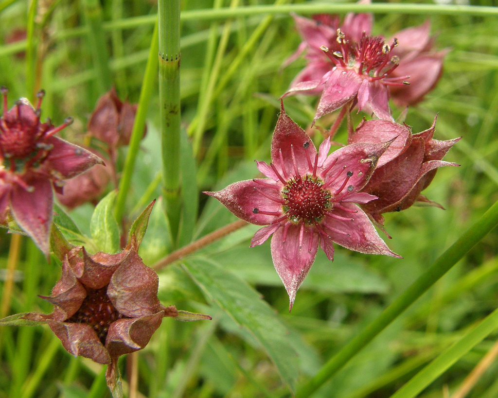 Comarum palustre