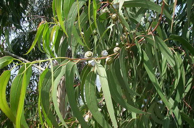 Eucalyptus globulus