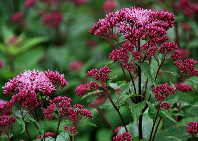 Eupatorium