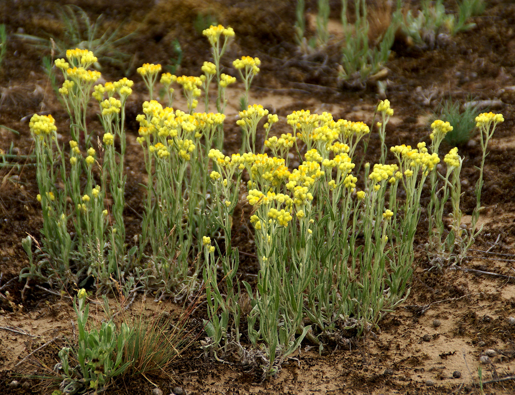 Helichrysum arenarium
