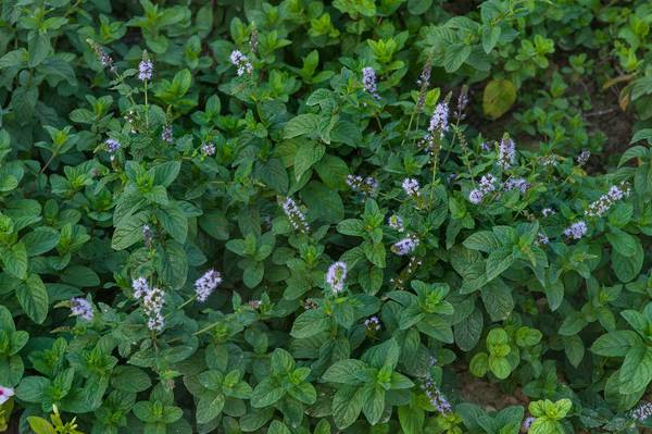 Mentha piperita