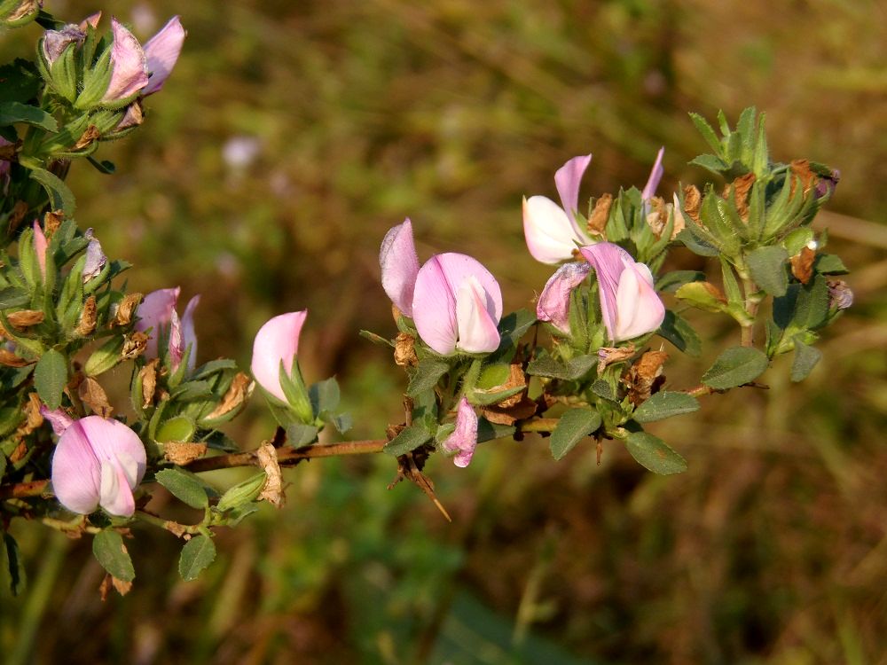 Ononis arvensis