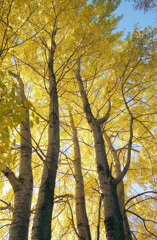 Populus tremula