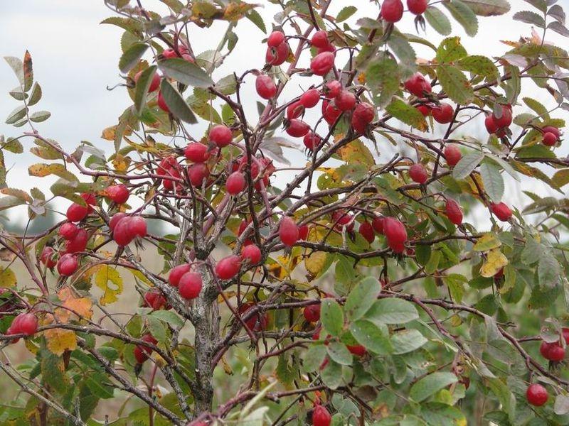 Rosa cinnamomea