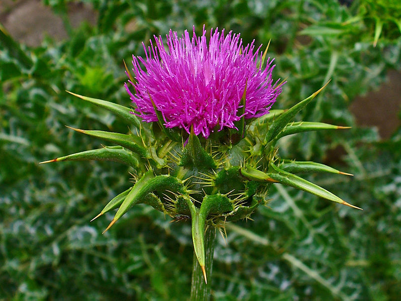 Silybum marianum