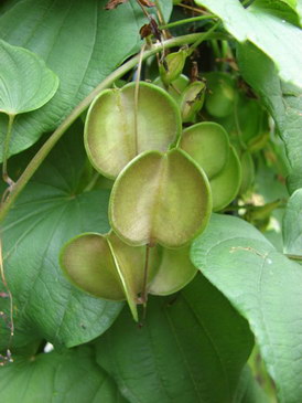 dioskoreya