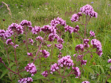 duschica