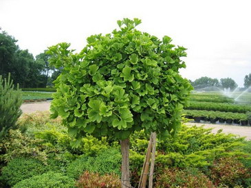 ginkgo biloba