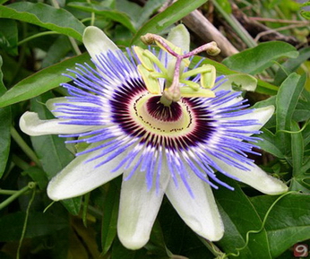passiflora