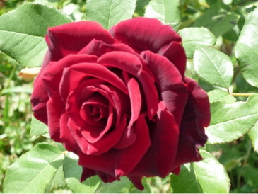 roza