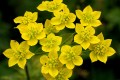 bupleurum