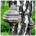 chaga