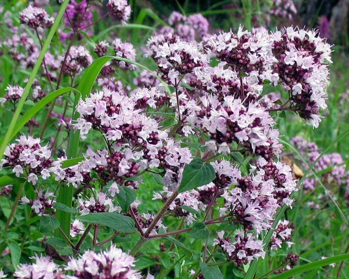 duschica