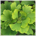 gingko