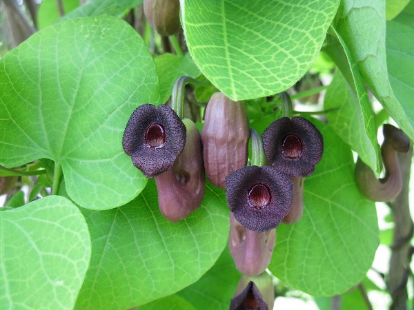 kirkazon
