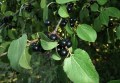 krushina-slabitelnaja-rhamnus-cathartica