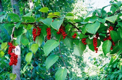 limonik
