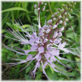 ortosifon