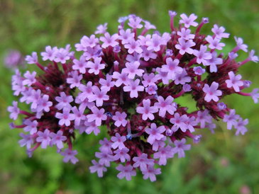 verbena